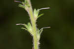 Common gypsyweed